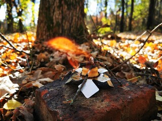 autumn in the forest
