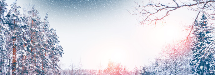  Frozen winter forest with snow covered trees.