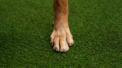 Close-up Dudley yellow Labrador retriever front leg with short nails on artificial grass outdoor...