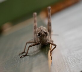 Macrophotograph of a large gray migratory locust Locusta migratoria on a wooden Board on a gray background on a Sunny summer day. Agricultural pests of the family erectus in their natural habitat.