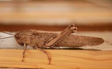 Macrophotograph of a large gray migratory locust Locusta migratoria on a wooden Board on a gray background on a Sunny summer day. Agricultural pests of the family erectus in their natural habitat.