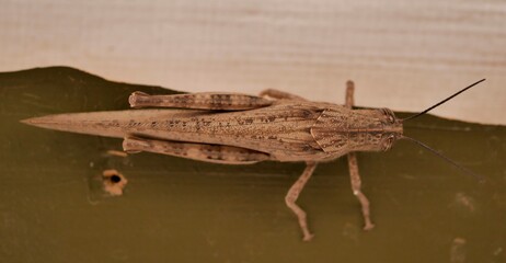 Macrophotograph of a large gray migratory locust Locusta migratoria on a wooden Board on a gray background on a Sunny summer day. Agricultural pests of the family erectus in their natural habitat.