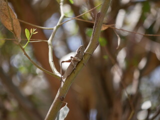 Macrophotograph of a large grey migratory locust Locusta migratoria on a branch of eucalyptus on a Sunny summer day. Agricultural pests of the family erectus in their natural habitat.