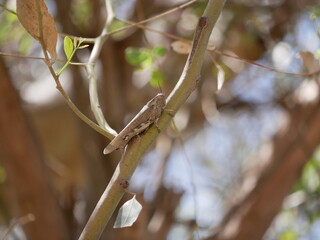 Macrophotograph of a large grey migratory locust Locusta migratoria on a branch of eucalyptus on a Sunny summer day. Agricultural pests of the family erectus in their natural habitat.