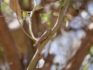 Macrophotograph of a large grey migratory locust Locusta migratoria on a branch of eucalyptus on a Sunny summer day. Agricultural pests of the family erectus in their natural habitat.