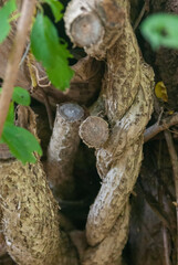 twisted vine