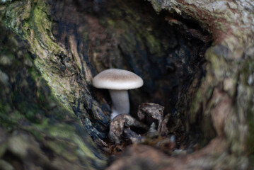 mushroom on a tree