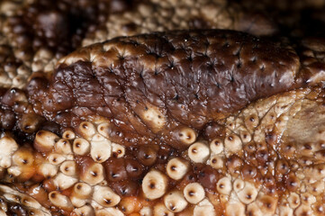 Skin of a common toad (Bufo bufo), Tuscany, Italy.