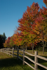 autumn trees in the park