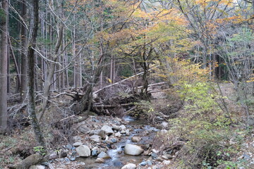 台風被害で倒れた木のある川