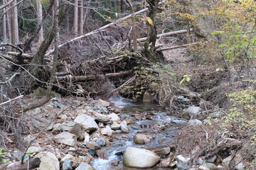 台風被害で倒れた木