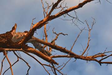 tree branches against sky