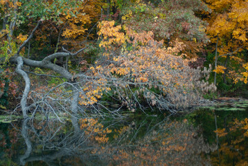 autumn reflection