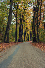 Road in colorful autumn forest.