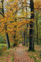 Pathway in fallen leaves in autumn woods.