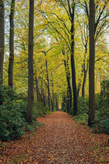 Path in fallen leaves in autumn woods.