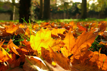 Autumn scene. Dead leaf in orange red on green grass. Selective focus, deliberately blurred background.