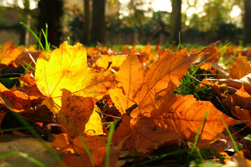 Autumn scene. Dead leaf in orange red on green grass. Selective focus, deliberately blurred background.