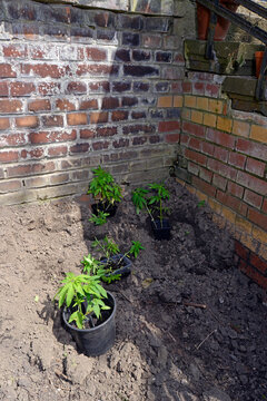 Hanfanbau im Hinterhof (Cannabis) - Hemp cultivation in the backyard 