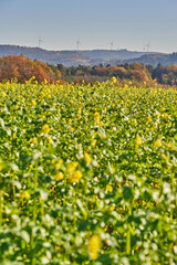 Rotating wind turbines on a hill behind a rape field. Rotating wind power plants on a hill behind a canola field.