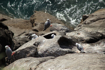 High angle shot of white birds on a rocky cliff near the sea