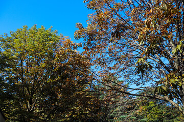 枯れ葉 冬 空 公園 木々