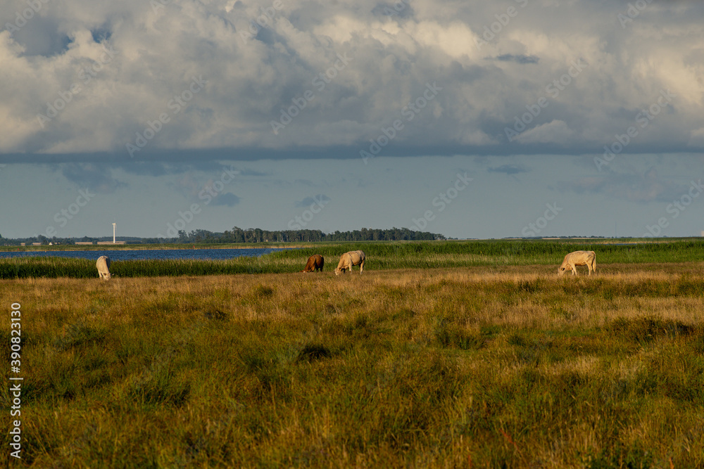 Poster Three Cows in a green-yellow meadow on the bay