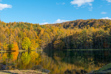 Fototapeta premium 蓼科・紅葉の御射鹿池