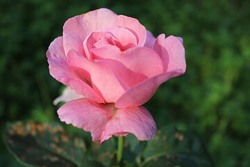 pink rose flower