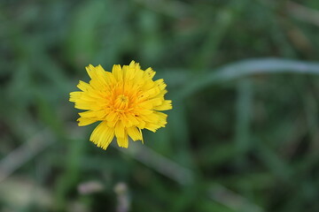 yellow dandelion flower