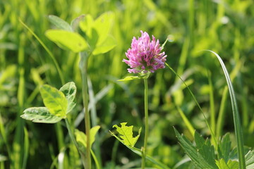 clover in the grass