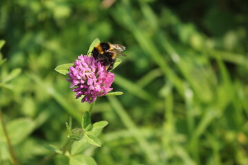 bee on a flower