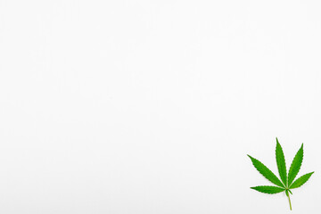 Green cannabis leaf isolated on a white background with copy space