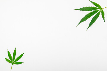 Fresh Green Leaves of full-grown Hemp - Cannabis on white background. Growing medical marijuana. 