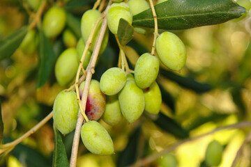 Mediteranean green and black olive trees farm. Olive branch with ripe fresh olives ready for...