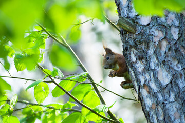 Red squirrel eating a nut on a tree