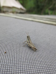 the grasshopper on the sofa and luxury tent design for option concept