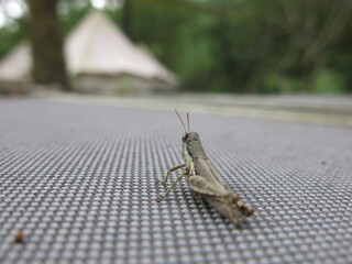 the grasshopper on the sofa and luxury tent design for option concept