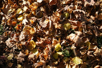 Sonniges Herbstlaub am Boden