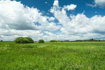 Green tall grass in the meadow and white clouds against the blue sky