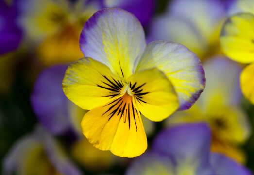 Viola