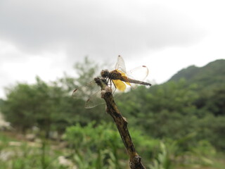 the dragonfly is stay at the plant to take some rest