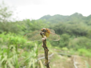 the dragonfly is stay at the plant to take some rest