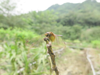 the dragonfly is stay at the plant to take some rest