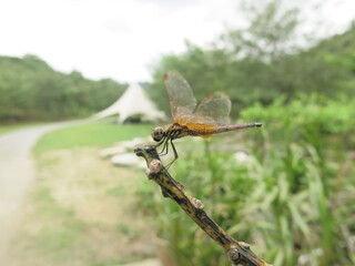 the dragonfly is stay at the plant to take some rest