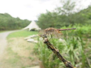 the dragonfly is stay at the plant to take some rest