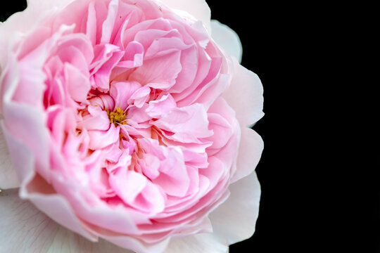 Old English Rose