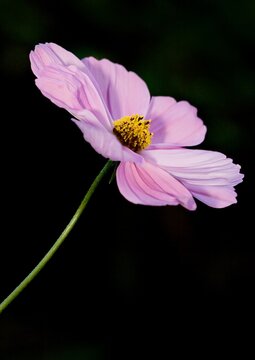 Cosmos 
