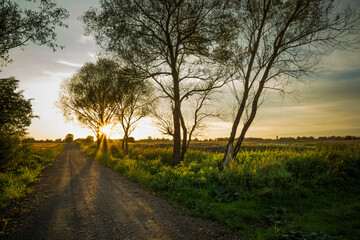 Trees on a dirt road and sunset