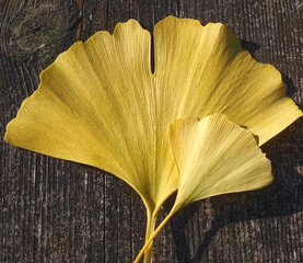 Colours of fall - mix of leafs on wooden background
